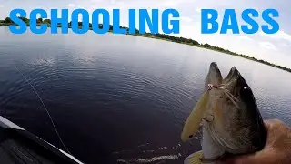 Bass Fishing | Match the Hatch for Schooling Bass