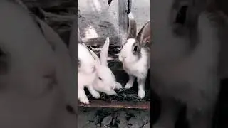 sweet rabbits 🥰 new song status video rabbits