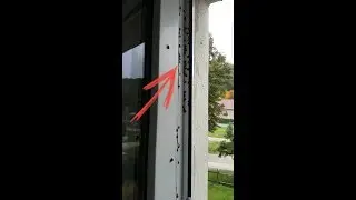 how to get rid of ladybugs? // Jak pozbyć się biedronek?