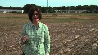 Grain Sorghum Planting