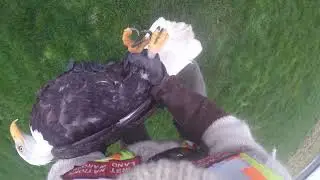 bald eagle set free Jan 2 2026
