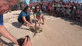Sea turtle named Wow released back into the ocean
