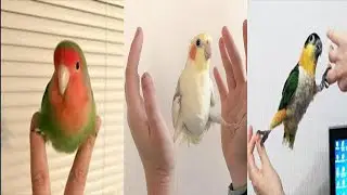 Birds Watching For Cats Dogs Kids Cute Parrot Doing Funny Things Talking |Singing |Dancing Live 11