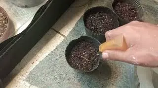Seguimiento de autocultivo terap&eacute;utico. Germinacion de 2 auto runtz y 1 gorilla glue  fast 