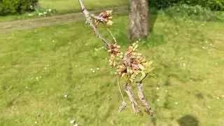 Pixel 5 4K 60fps Basingstoke Walled Garden 🌳
