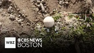 Musket balls from 