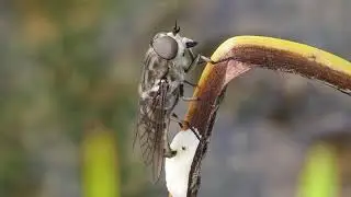 Tabanus autumnalis laying eggs with parasitic wasp