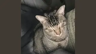 tapped in