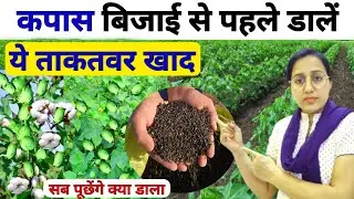 कपास की बिजाई के पहले डालें💪सबसे ताकतवर खाद 🤑तूफानी पैदावार | kapas ki kheti | Kapas ki Top Variety