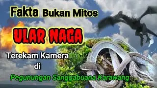 FAKTA Bukan Mitos, Ular Naga Terekam Kamera di Pegunungan Sanggabuana Karawang