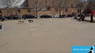 Larrabee Dog Park - Chicago Dog Friendly Area