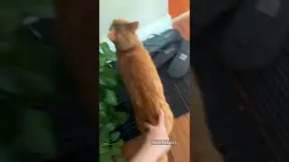 How my cat greets me when I arrive home 😺😸😺 #cats #catlover #talkingcat #gingercat #mimpi #tabby