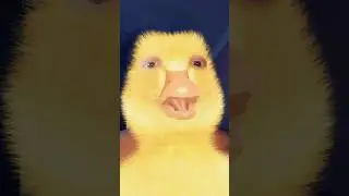 I went to the Doctors #doctor #doctors #doctorlife #duck #ducks #duckrescue #duckadventures #shorts