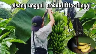 PANEN PERDANA PISANG MULYO 