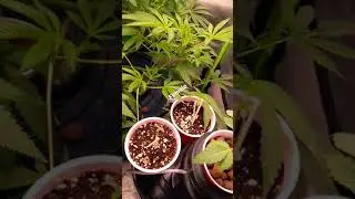 growing on a 10/14 light cycle