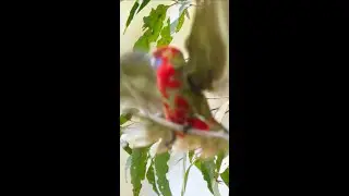 A young Crimson Rosella misjudges its footing and falls (not harm done)
