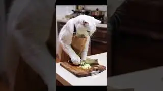 Its mouse hunting season #funny #duet #memes #catshorts #cats #viralshortsvideo #shortsvideo
