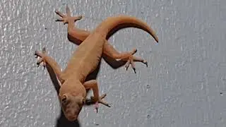 The of lizard 🦎  to find food at the evening | ជីងចក់រកចំណីពេលយប់
