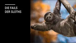 Die Fails der Sloths