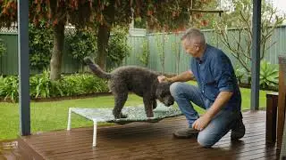 The Garden Gurus - Raised Dog Bed