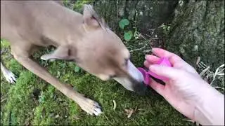 Dog Easter Egg Hunt 2021
