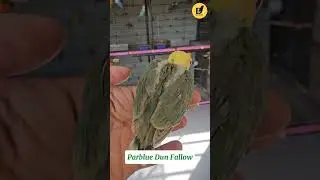 Parblue Dun Fallow! #dhillonaviary #rahimalidhillon #DunFallow