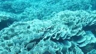 Diving Christmas Island