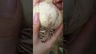 Вацап / мах  для каталога 89152458159 письменно