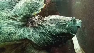 Turtle @ the Shedd Aquarium