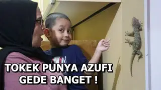 Tokek di Rumah Azufi Gede Banget dan Unik Karena Bisu !
