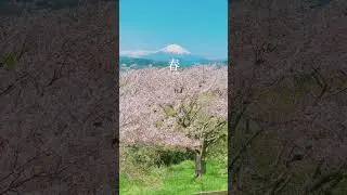 SAKURA in Ninomiya Azumayama Park