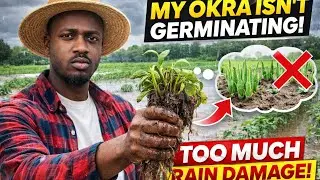 My Okra Isn’t Germinating 😞 | Heavy Rain Ruined My Planting