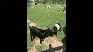 Two goats fighting #goats #nature #animals #goat