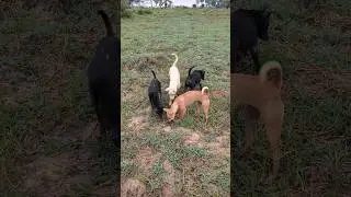 #cute #dogs #primitivesurvivalskills #primitive #cutespets