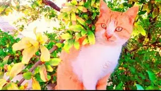 Mama cat feels hungry 😋 cats mating 🐈