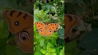 Winged Wonders in Slow Motion##Butterfly#viralvideo#shortvideo#trendingshorts