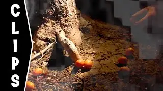 We Have Fruit | The Last Five Days Clip | Found Footage Horror | Paranormal Activity