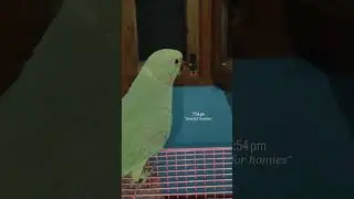 #parrot #talkingparot #birds #talkingparrot #cute #funny #greenpar #viralvideo #trending #youtube