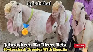 Jahnasheen Ka Direct Beta Toofan Hyderabadi Breeder | Iqbal Bhai Talabkatta I Hyderabad