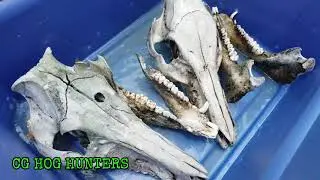 How To Clean WILD HOG SKULLS for a European Mount