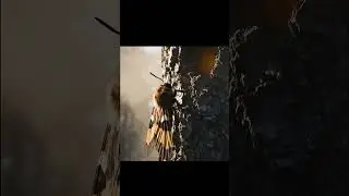 A Moth's Flight To The Moon