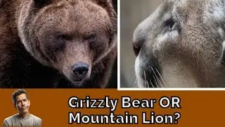 Grizzly Bear VS. Mountain Lion: tthe Ultimate Predator Face-off! #bear #lion #wildlife