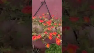 summer flowering plant....#terracegardenindia #gardenflowers #portugal #mossrose #floweringplant