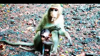 A lovely baby monkey with an amazing mother on the street.