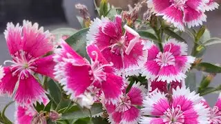 how to grow your plants 🪴 home gardening like #live #garden #plant # tips