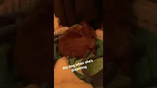 My dog barking in her sleep - #Shorts