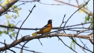Baltimore Oriole; Icterus galbula