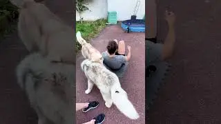 Entraînement sous haute surveillance 🤣 #chien #animaux #husky #chienmignon #chienheureux #dog