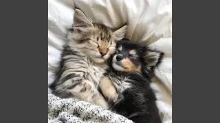 Sonidos De Animales Se Establecen