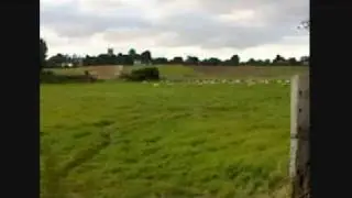 Catching Sheep